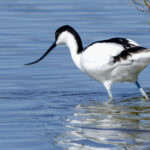 Avocette élégante